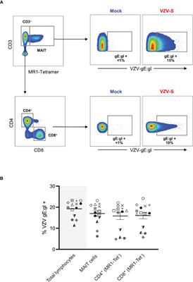 Varicella Zoster Virus infects mucosal associated Invariant T cells